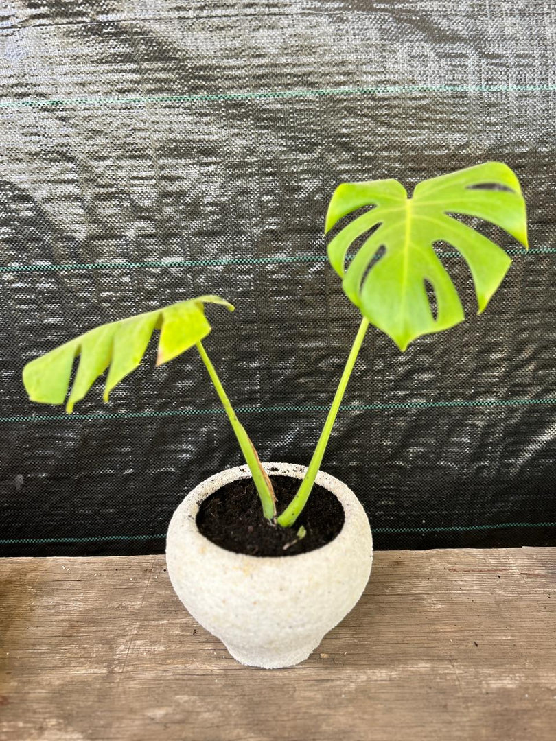 Maceta de cuarzo con planta de interior