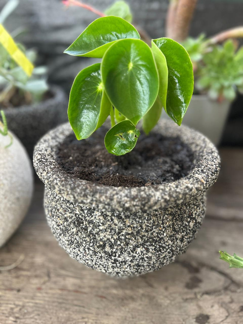 Maceta de granito con planta de interior