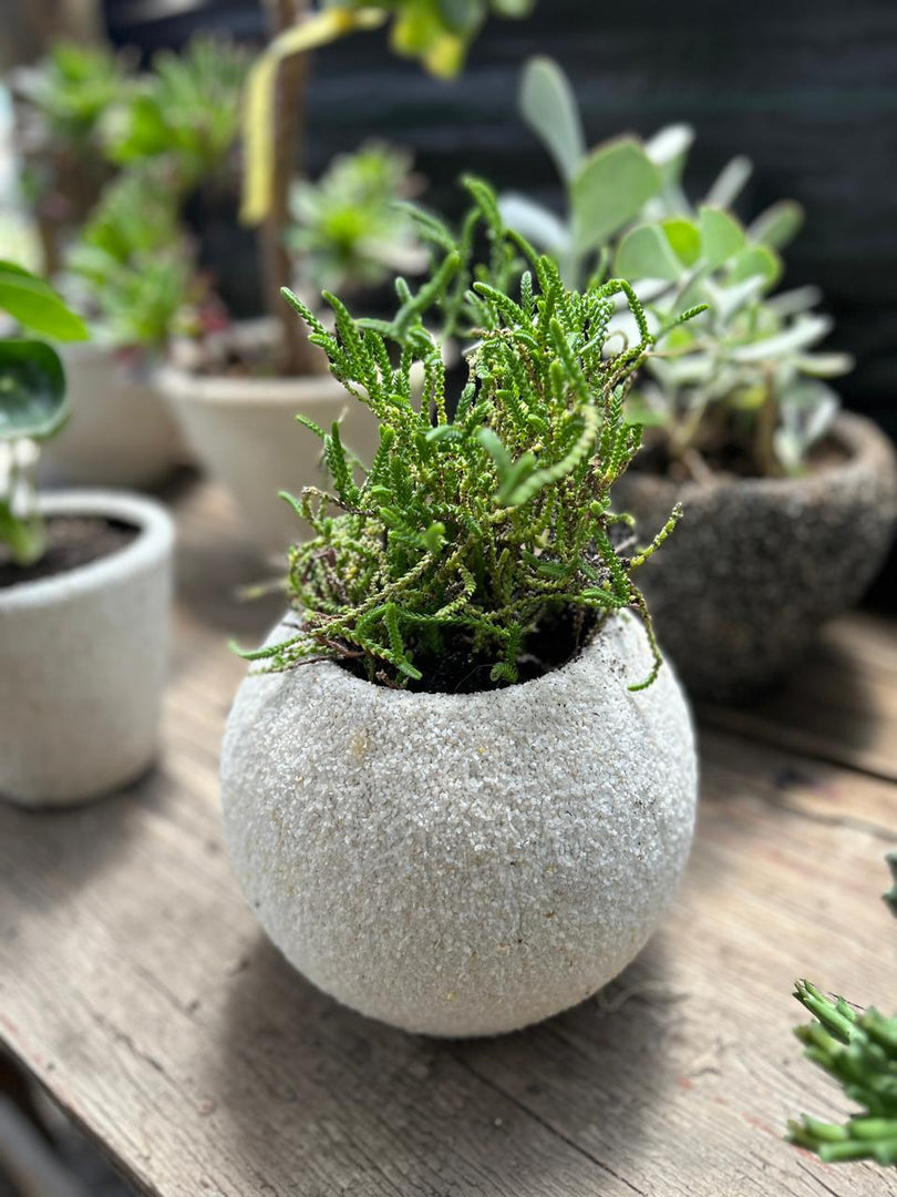 Maceta de cuarzo con suculenta