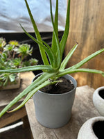 Cargar imagen en el visor de la Galería, Maceta de plástico reciclado con Aloe Vera.