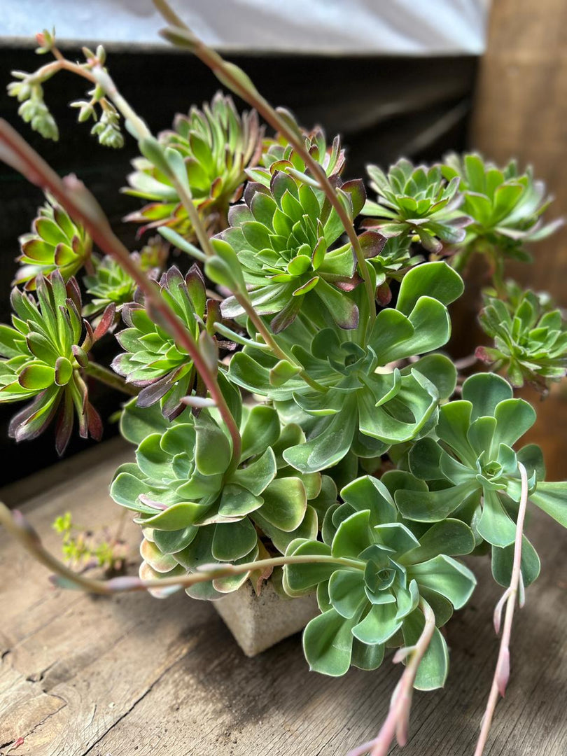 Arreglo de suculenta en maceta de cuarzo