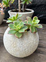 Cargar imagen en el visor de la Galería, Maceta de cuarzo con suculenta