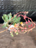 Cargar imagen en el visor de la Galería, Maceta de cuarzo con suculenta