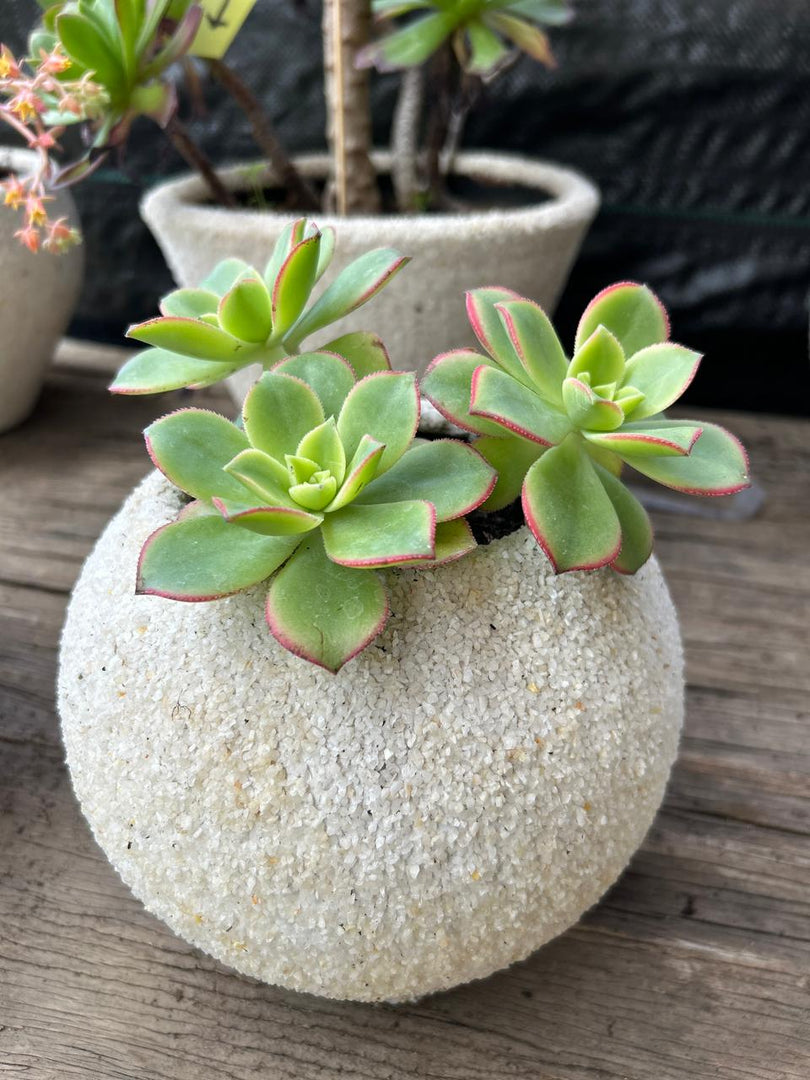 Maceta de cuarzo con suculenta