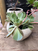 Cargar imagen en el visor de la Galería, Maceta de cuarzo con suculenta
