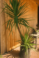 Cargar imagen en el visor de la Galería, Yuca