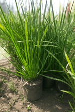 Cargar imagen en el visor de la Galería, Anigozanthos Vara Alta
