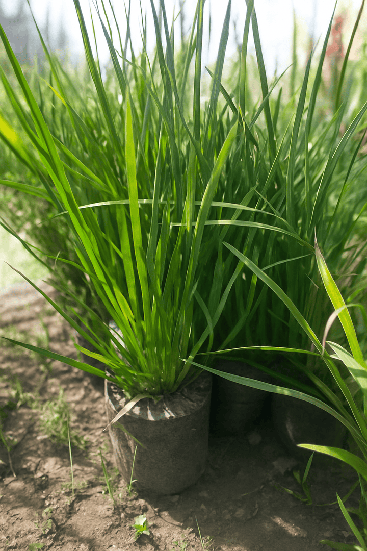 Anigozanthos Vara Alta