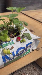 Cargar y reproducir videos en el visor de la Galería, Huerta a la puerta
